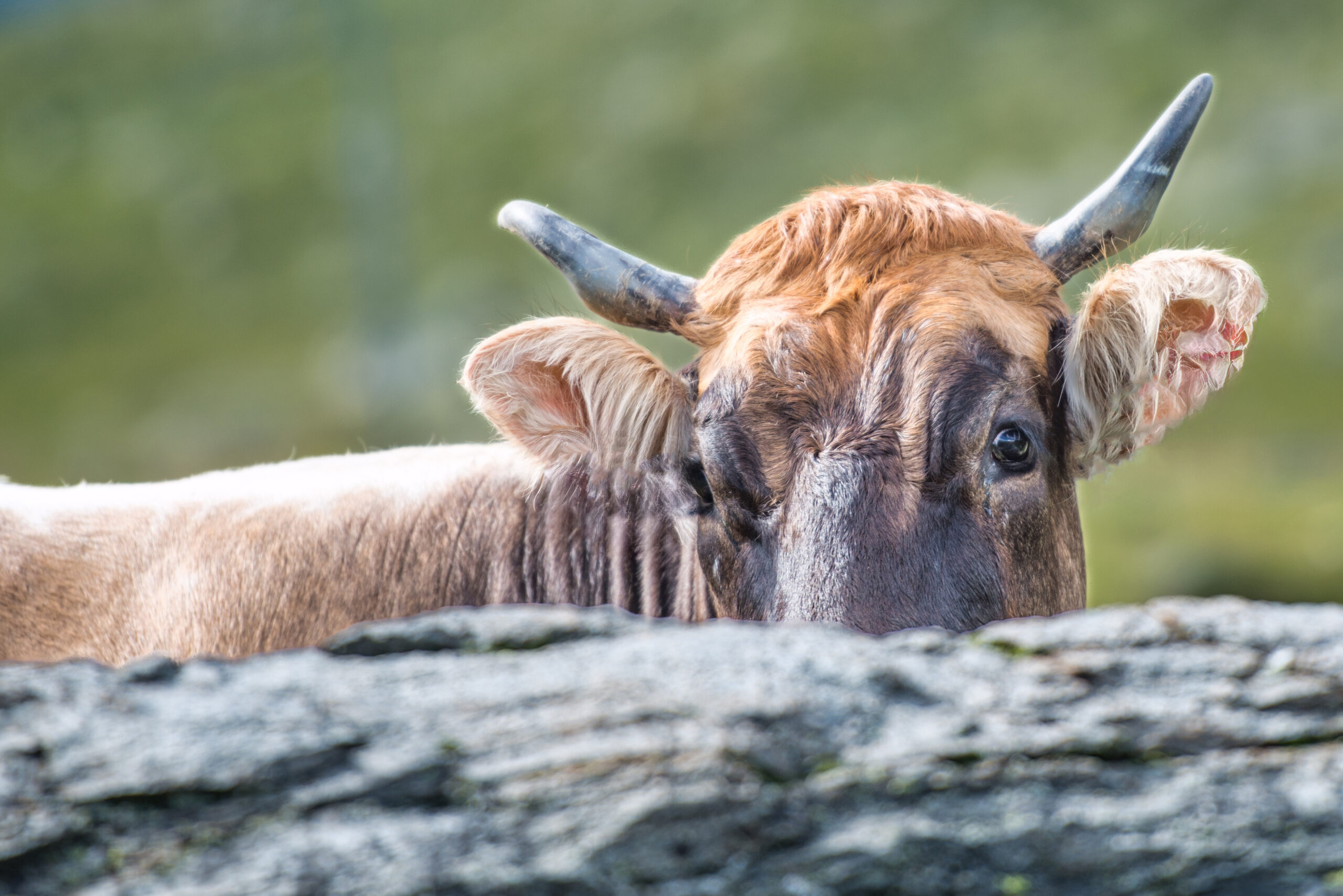 A cow observes between the stones