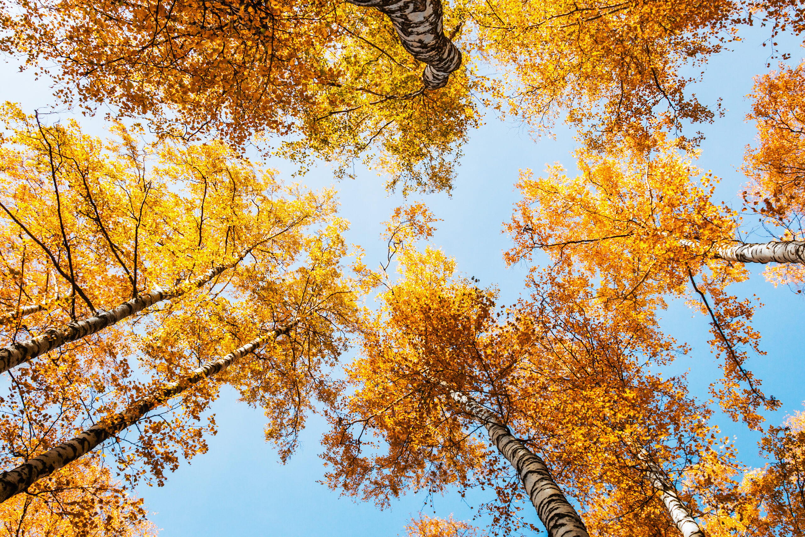 tops of birch trees in autumn foliage