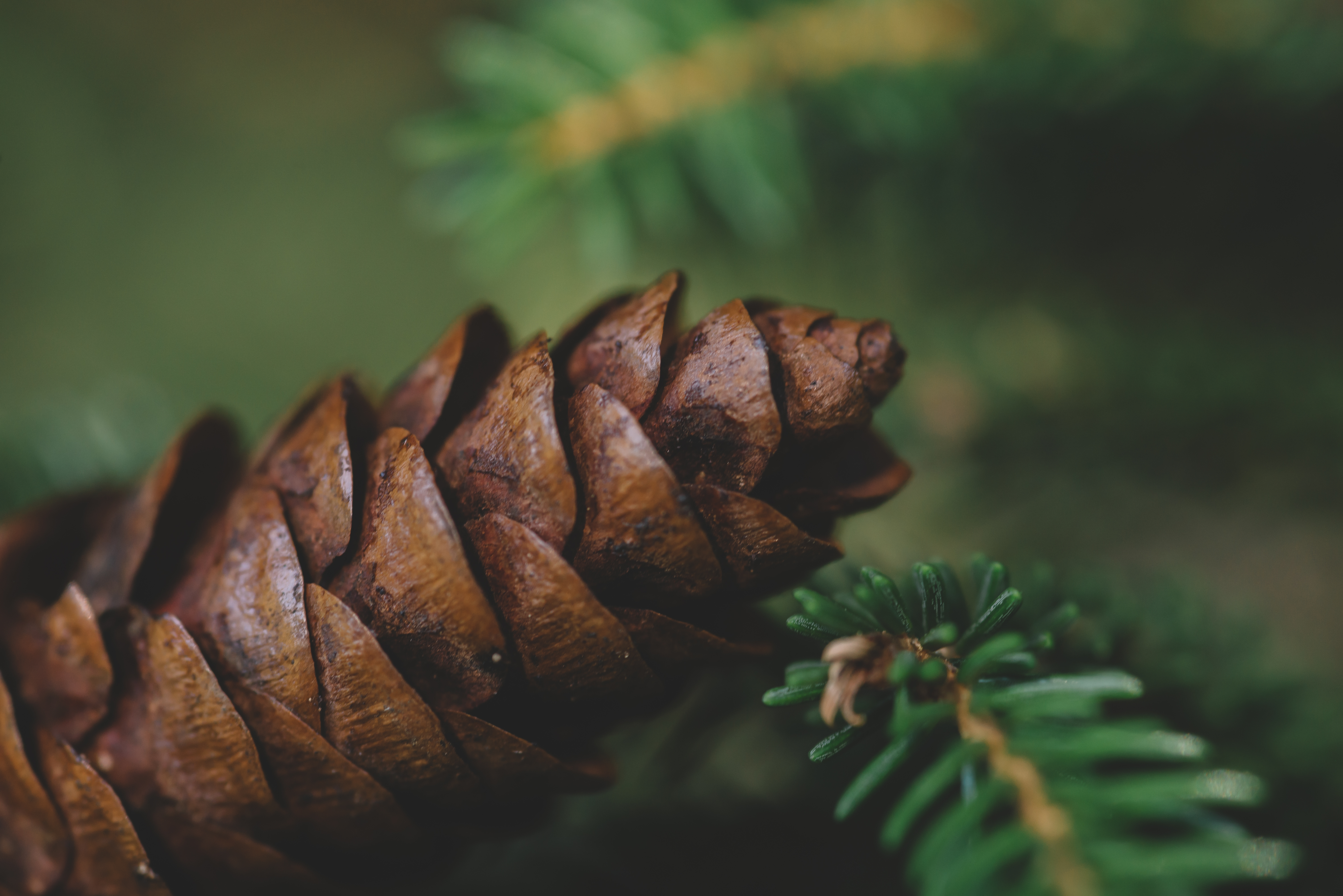 Christmas_Concept_Of_Fir_Cones_original_1273732