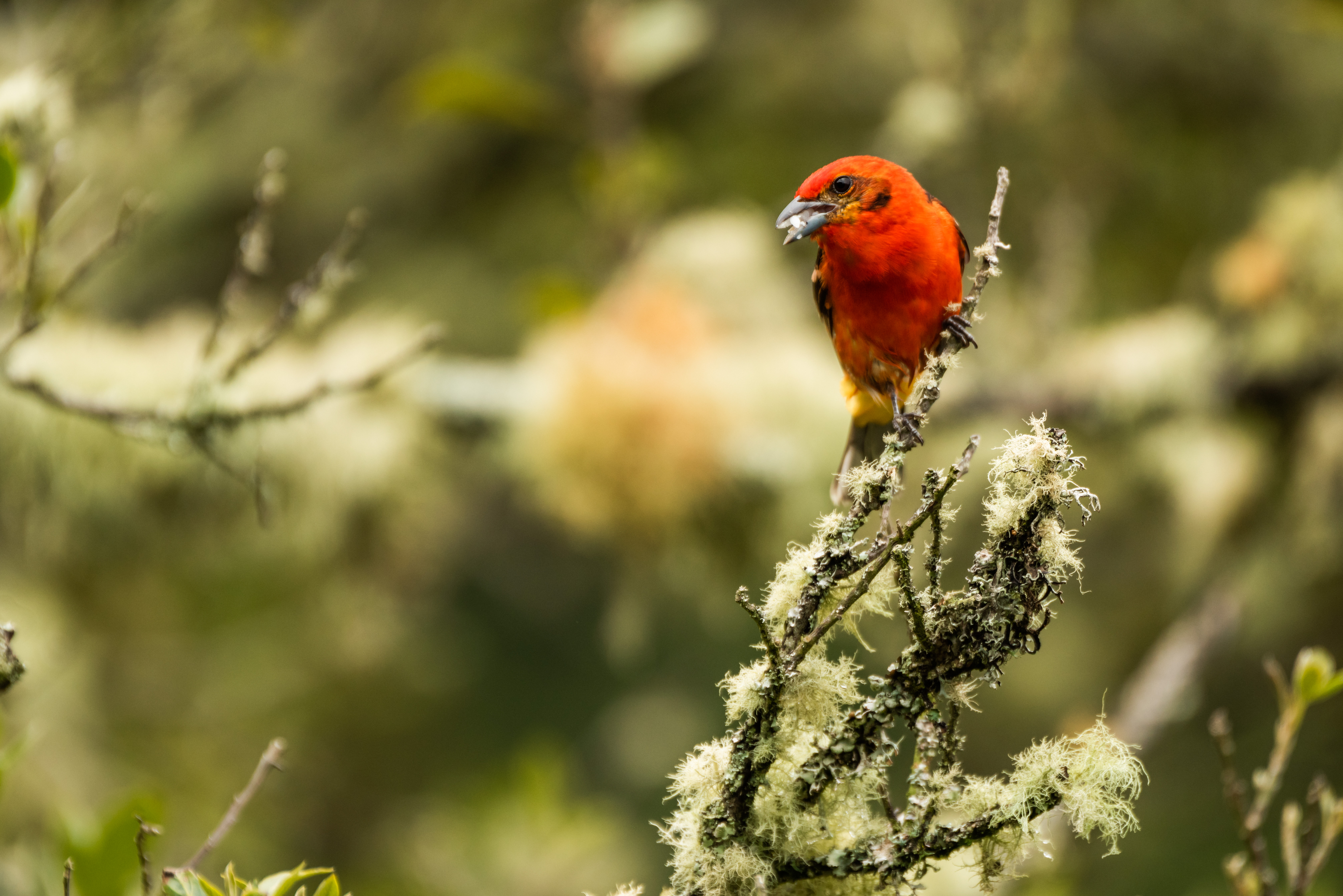 Colourful_Red_Tanager_Bird_In_Costa_Rica_original_1670032