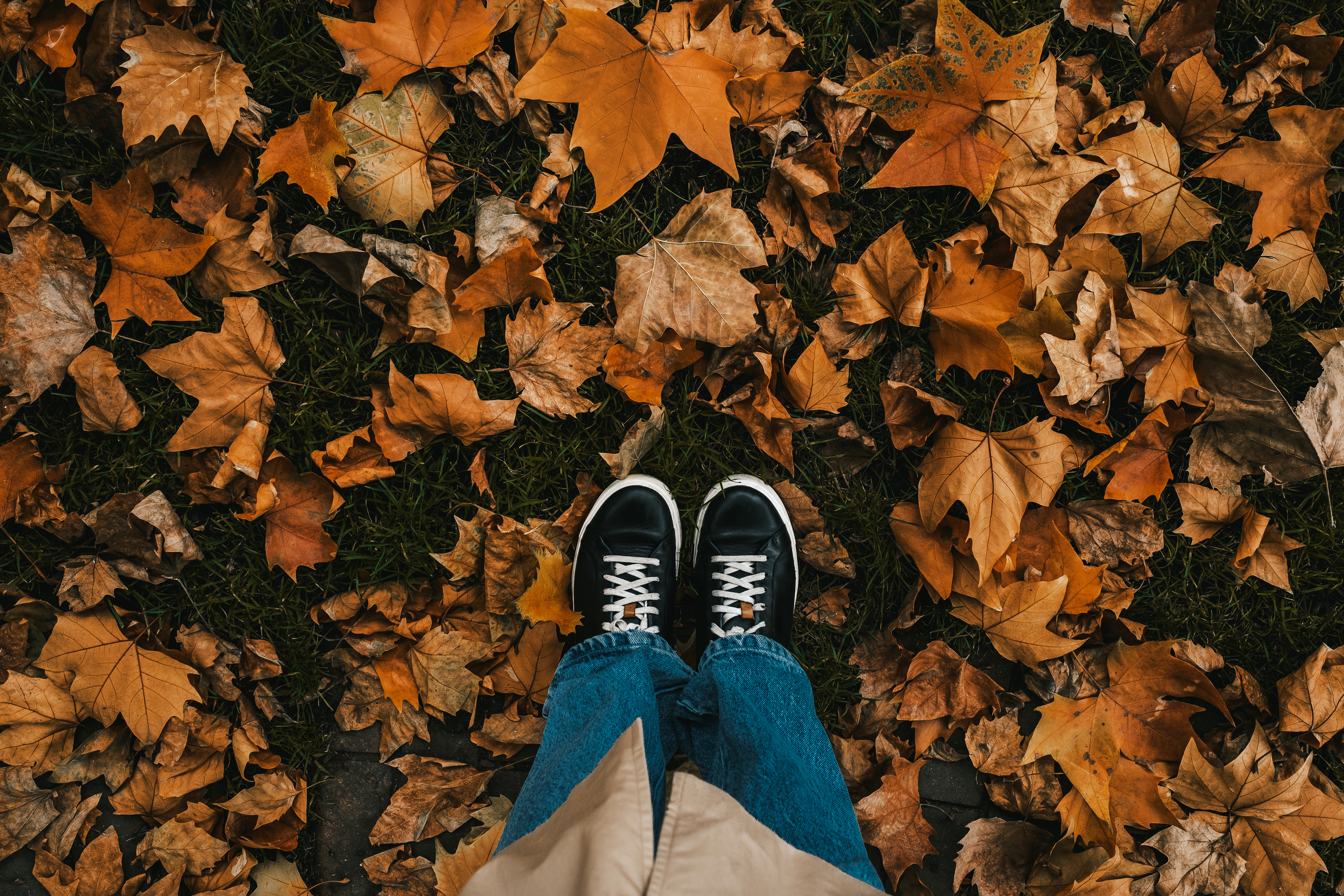 Female feet in sneakers with orange fallen maple leaves. Autumn gold background