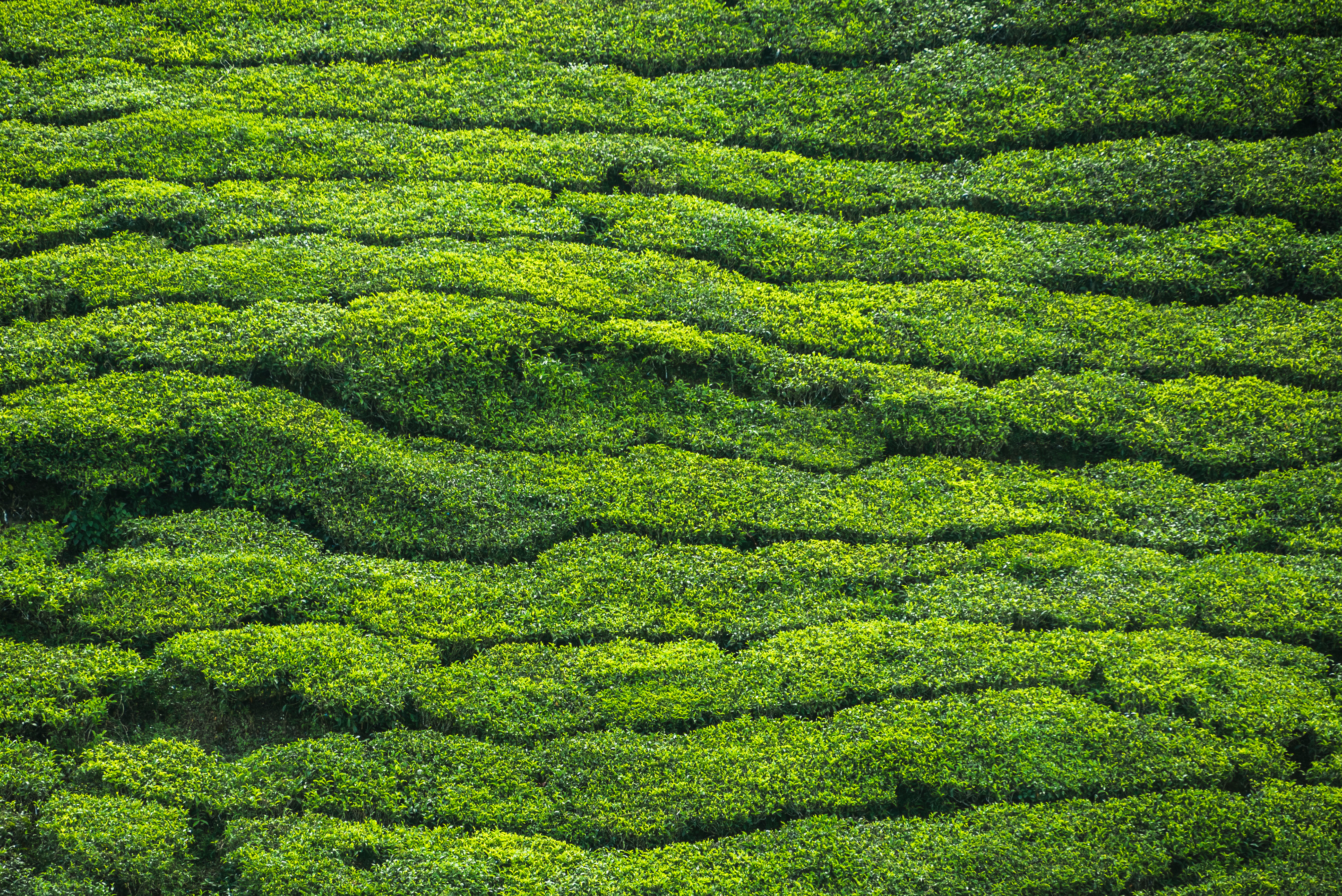 Tea_Leaves_Plantation_Fields_Estate_original_1670228